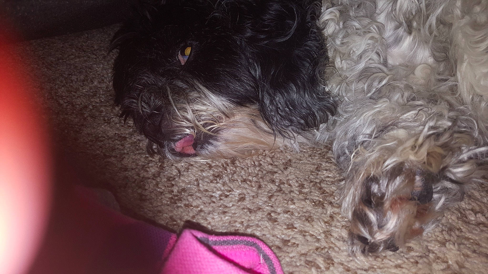 Maddie is registered to the contest to win money with this photo: affenpinscher, bolonka, canidae, carnivore, cavapoo, chinese_imperial_dog, cockapoo, dog, dog_breed, kyi_leo, maltepoo, mammal, pekapoo, poodle_crossbreed, puppy, schnoodle, shih_poo, shih_tzu, sporting_group, vertebrate