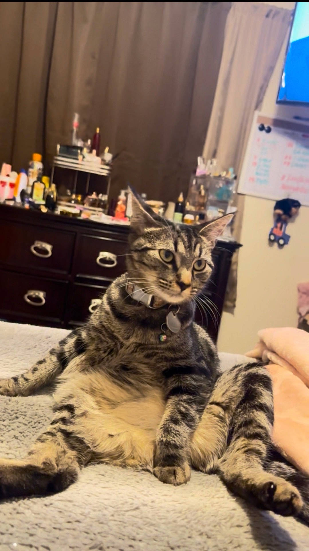 Lulu joined the competition — help win amazing prizes! bed, cat, claws, collar, cozy, curtain, domestic_animal, dressing_table, fur_pattern, furniture, furry, household, indoor, paw, pet, relaxed, room, sitting, tabby_cat, whiteboard