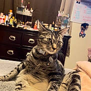 Lulu joined the competition — help win amazing prizes! cat, tabby_cat, pet, indoor, bed, furniture, dressing_table, curtain, whiteboard, collar, relaxed, sitting, furry, paw, domestic_animal, claws, fur_pattern, household, cozy, room