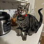 Lulu is registered to the contest to win money with this photo: appliance, bell, cabinet, cat, collar, countertop, curious, food_bowl, indoor, kitchen, mortar_and_pestle, paws, pet, rice_cooker, tabby_cat, tail, tongue_out, utensil, water_bottle, whiskers