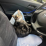 Lulu joined the competition — help win amazing prizes! car_interior, car_seat, cat, dashboard, door_panel, fur, jeans, lap, looking_up, paw, person, pet, seatbelt, side_mirror, steering_wheel, tabby_cat, trees_outside, upholstery, whiskers, window