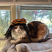 Lila joined the competition — help win amazing prizes! cat, fluffy, hat, knitted, dreadlocks, window, blanket, indoor, relaxed, pet, animal, feline, brown, white, green_eyes, resting, sunlight, cozy, soft, cute