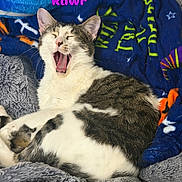 Stella joined the competition — help win amazing prizes! cat, kitten, yawning, sleepy, indoors, blanket, cozy, bed, gray_and_white, pet, animal, whiskers, ears, open_mouth, relaxed, portrait, colorful, blue_background, text_overlay, cute