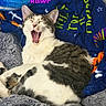 cat, kitten, yawning, sleepy, indoors, blanket, cozy, bed, gray_and_white, pet, animal, whiskers, ears, open_mouth, relaxed, portrait, colorful, blue_background, text_overlay, cute