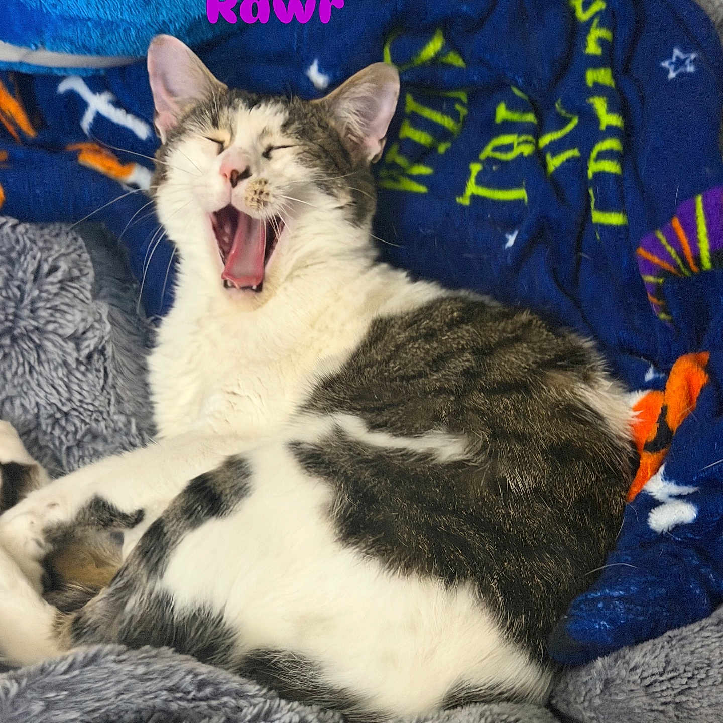 Stella joined the competition — help win amazing prizes! cat, kitten, yawning, sleepy, indoors, blanket, cozy, bed, gray_and_white, pet, animal, whiskers, ears, open_mouth, relaxed, portrait, colorful, blue_background, text_overlay, cute