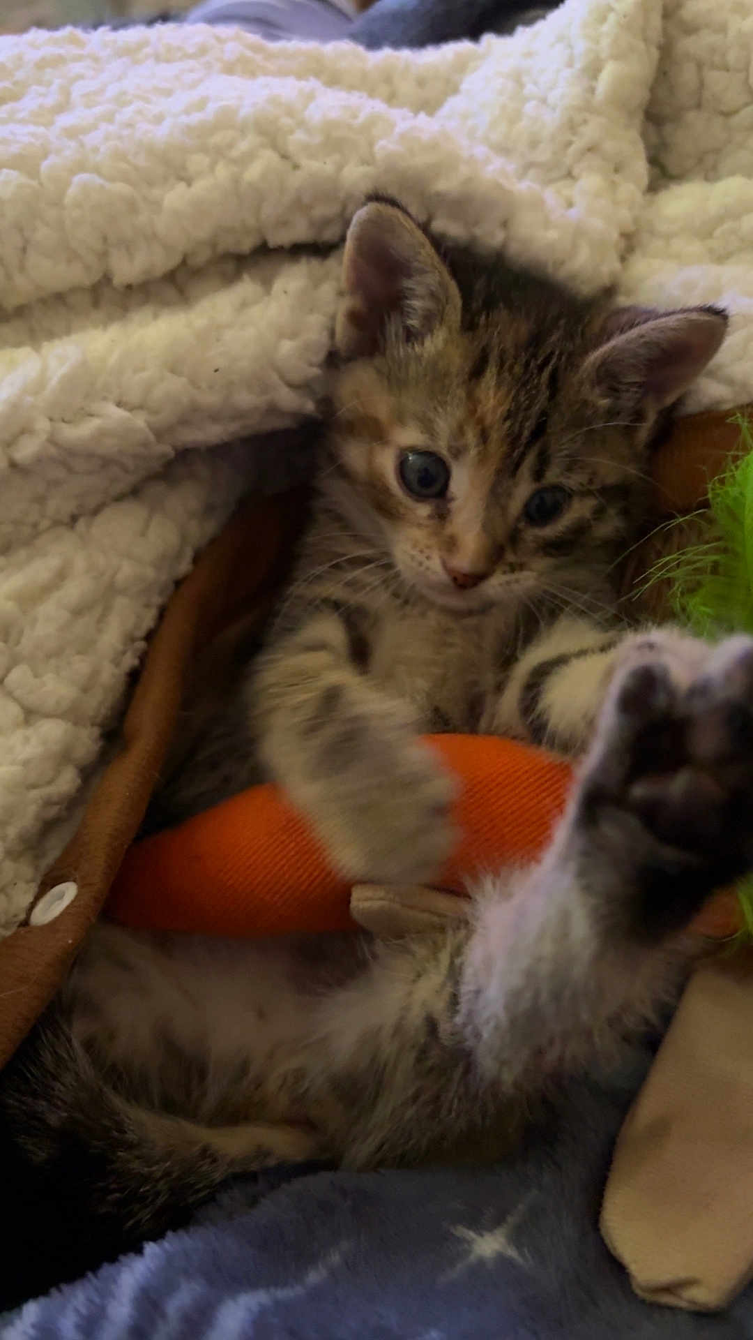 Binkers joined the competition — help win amazing prizes! animal, blanket, cat, comfort, cozy, curious, cute, feline, fur, indoor, kitten, paw, pet, playing, resting, sleeping_area, small, soft, tabby, toy