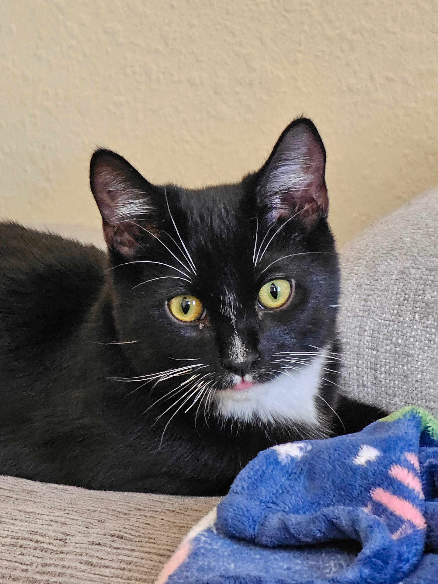 Mr. Wiggles is registered to the contest to win money with this photo: cat, tuxedo_cat, yellow_eyes, whiskers, black_and_white, pet, indoor, couch, blanket, feline, closeup, animal, resting, cute, fur, domestic_cat, portrait, soft, relaxed, home