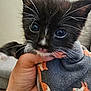 Mr. Wiggles is registered to the contest to win money with this photo: kitten, cat, hand, blanket, animal, pet, closeup, indoor, cute, feline, young, black_and_white, whiskers, blue_eyes, cozy, soft, fur, comfort, small, adorable