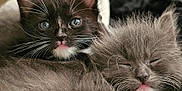 Mr. Wiggles is registered to the contest to win money with this photo: kitten, cat, fluffy, closeup, sleeping, wide_eyes, whiskers, fur, cute, pet, animal, companionship, snuggling, adorable, domestic_cat, face, young, mammal, soft, resting