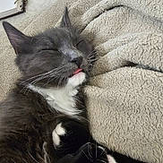 Ojitos is registered to the contest to win money with this photo: animal, blanket, cat, close_up, cozy, cute, domestic_cat, fluffy, fur, gray, indoor, nap, pet, relaxed, resting, sleeping, soft_texture, tongue_out, whiskers, white