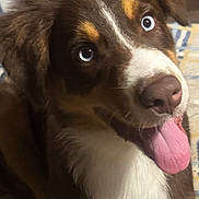 Bo Hagan is registered to the contest to win money with this photo: dog, tongue_out, close_up, brown_fur, white_fur, happy, playful, pet, animal, cute, indoor, portrait, canine, ears, snout, bright_eyes, fur_texture, domesticated, friendly, companion