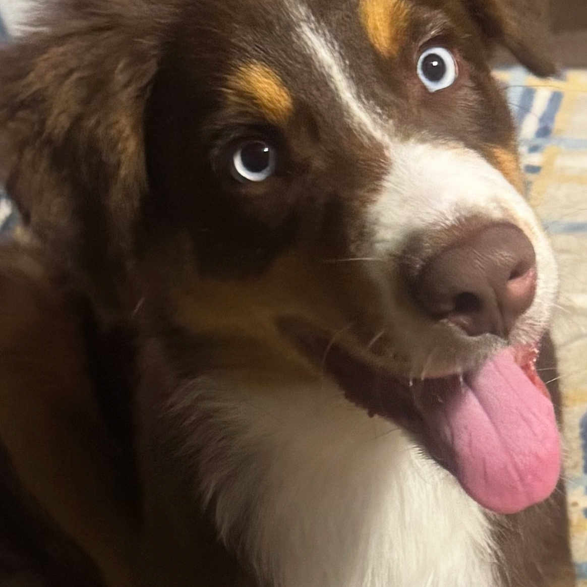 Bo Hagan is registered to the contest to win money with this photo: animal, bright_eyes, brown_fur, canine, close_up, companion, cute, dog, domesticated, ears, friendly, fur_texture, happy, indoor, pet, playful, portrait, snout, tongue_out, white_fur