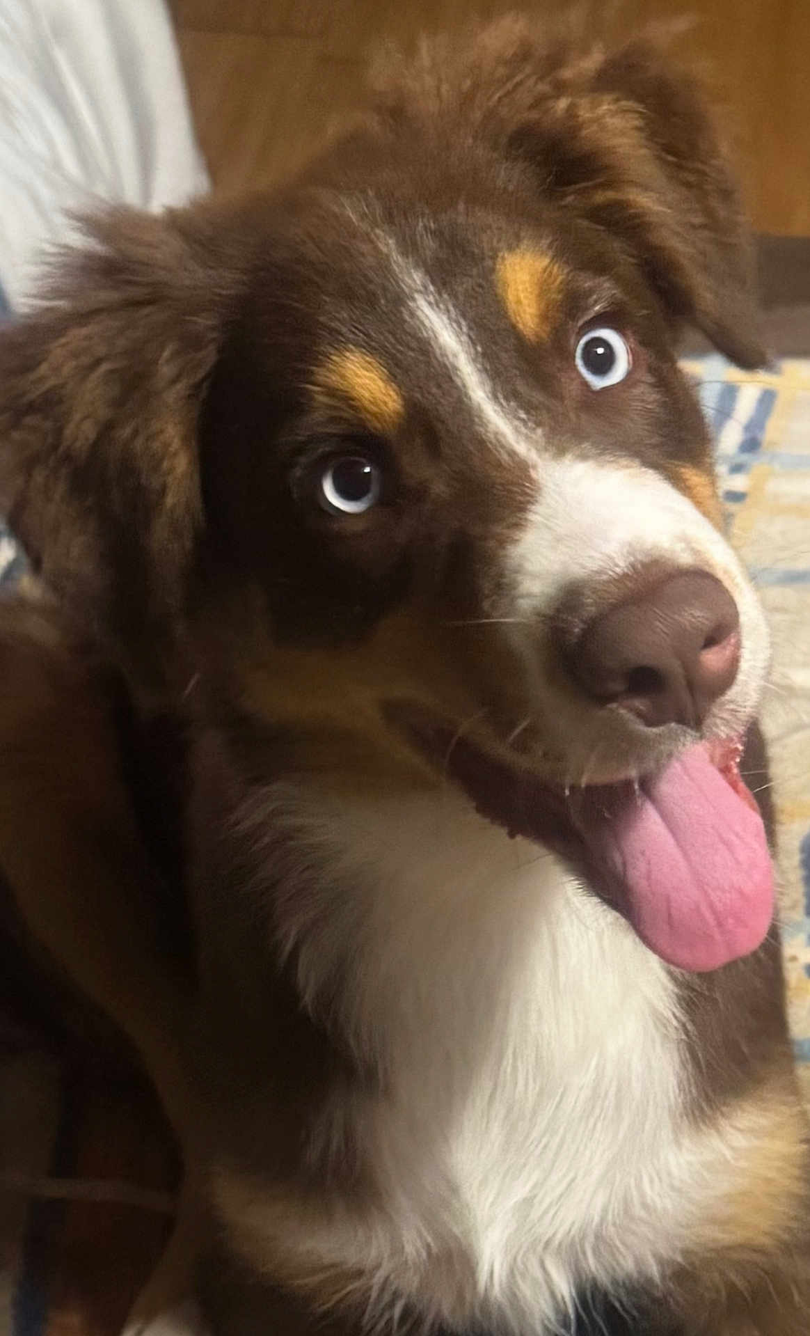 Bo Hagan is registered to the contest to win money with this photo: dog, tongue_out, close_up, brown_fur, white_fur, happy, playful, pet, animal, cute, indoor, portrait, canine, ears, snout, bright_eyes, fur_texture, domesticated, friendly, companion