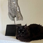 Jax is registered to the contest to win money with this photo: animal, black_cat, cat, curious, decor, domestic, ears, feline, fur, home, indoor, pet, quiet, relaxed, resting, sculpture, still_life, table, whiskers, white_surface