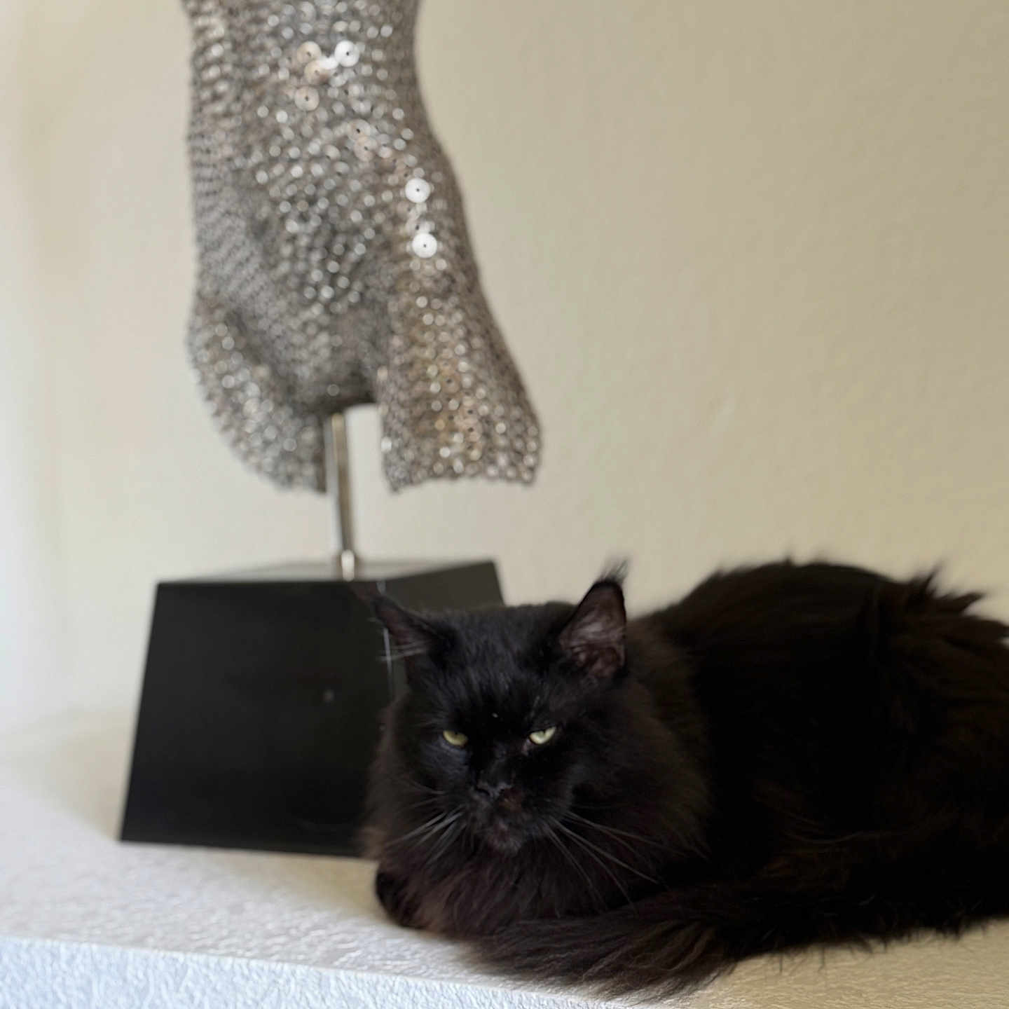 Jax is registered to the contest to win money with this photo: animal, black_cat, cat, curious, decor, domestic, ears, feline, fur, home, indoor, pet, quiet, relaxed, resting, sculpture, still_life, table, whiskers, white_surface