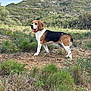 adventure, animal, beagle, canine, collar, daytime, dog, ears, field, grass, greenery, hill, landscape, mammal, nature, outdoor, pet, rocky_ground, standing, tongue_out