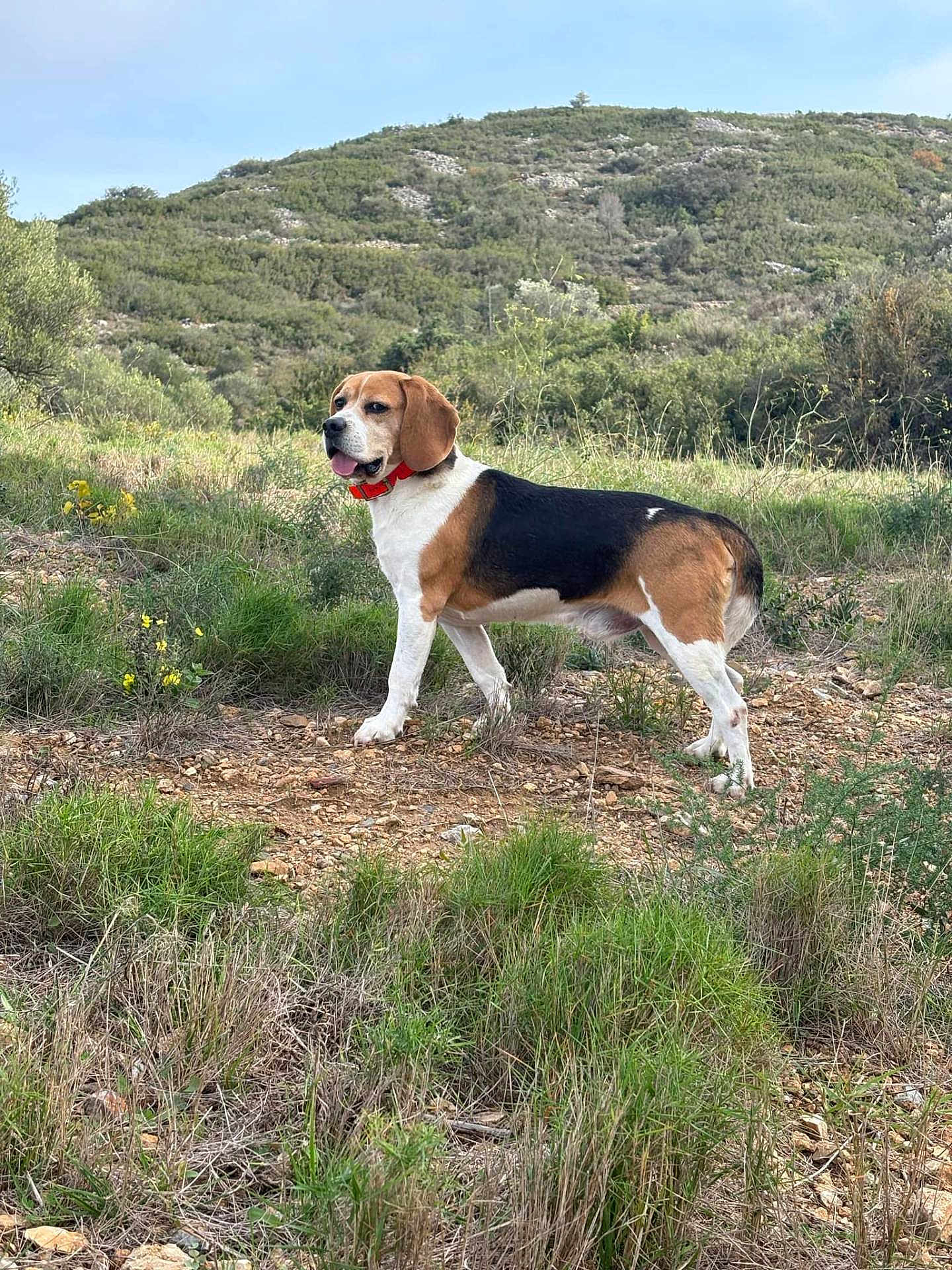 Milo