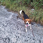 Simba a rejoint le concours — aidez-le/la à gagner de superbes lots ! dog, beagle, leash, outdoor, gravel, path, grass, bushes, tail, tongue, pet, canine, nature, walk, happy, animal, fur, ears, ground, daylight