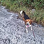 animal, beagle, bushes, canine, daylight, dog, ears, fur, grass, gravel, ground, happy, leash, nature, outdoor, path, pet, tail, tongue, walk