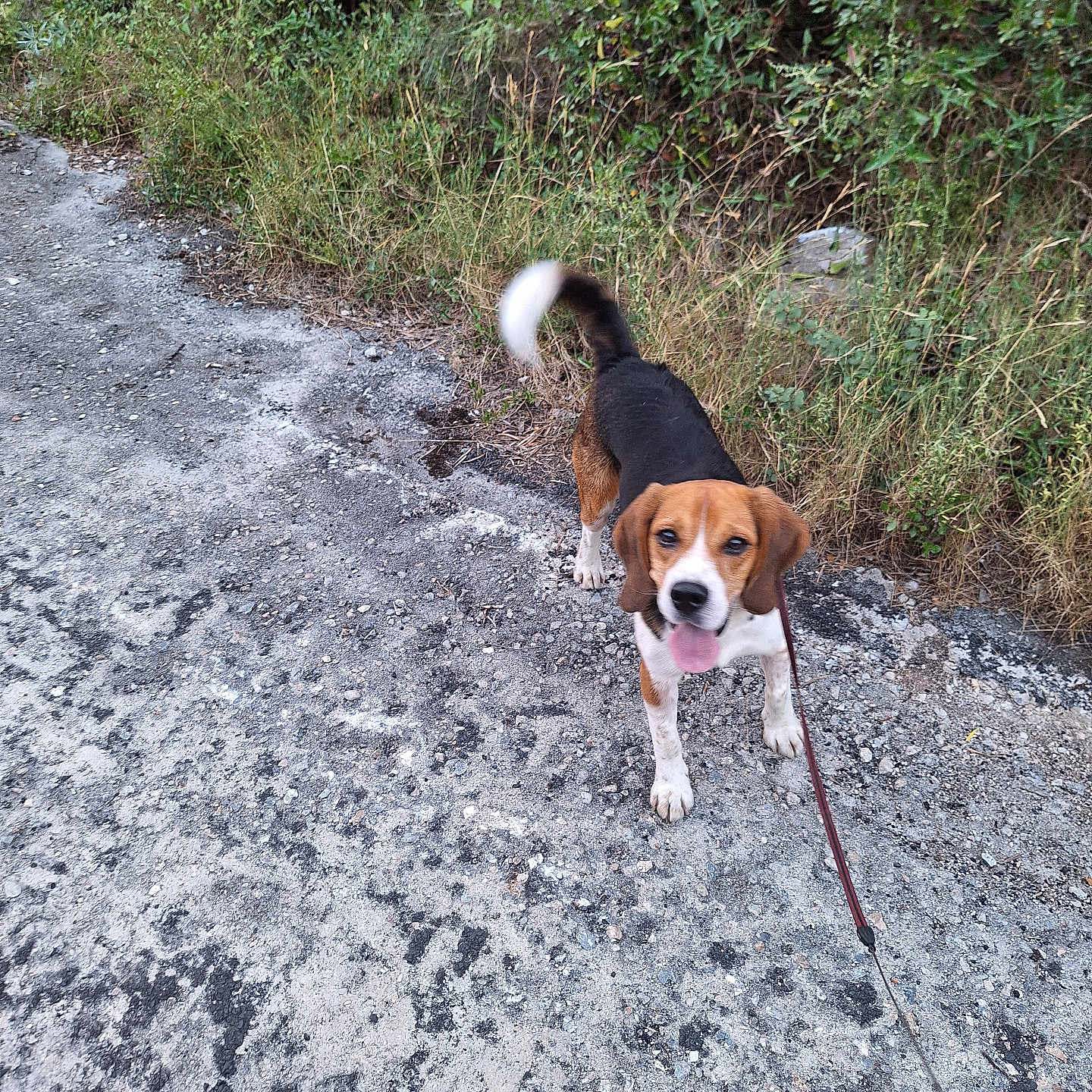 Simba a rejoint le concours — aidez-le/la à gagner de superbes lots ! animal, beagle, bushes, canine, daylight, dog, ears, fur, grass, gravel, ground, happy, leash, nature, outdoor, path, pet, tail, tongue, walk
