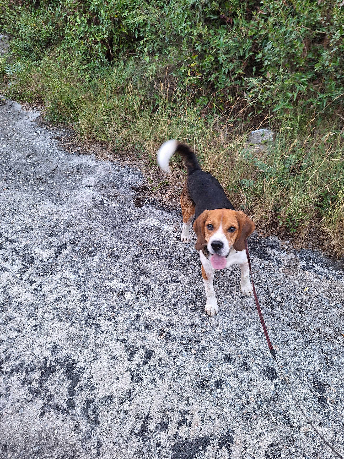 Simba a rejoint le concours — aidez-le/la à gagner de superbes lots ! dog, beagle, leash, outdoor, gravel, path, grass, bushes, tail, tongue, pet, canine, nature, walk, happy, animal, fur, ears, ground, daylight
