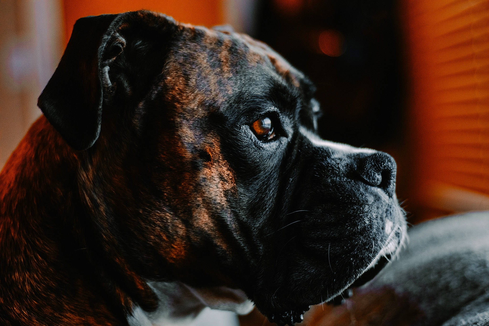 Turkey joined the competition — help win amazing prizes! boxer, canidae, carnivore, collar, companion_dog, dog, dog_breed, dog_collar, fawn, fur, giant_dog_breed, guard_dog, molosser, plant, snout, sporting_group, terrestrial_animal, whiskers, working_animal, working_dog