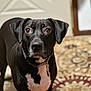 Zeus joined the competition — help win amazing prizes! dog, black_dog, pet, indoor, carpet, collar, animal, looking_at_camera, white_patch, ears, floor, domestic_animal, mammal, portrait, canine, fur, cute, companion, alert, household