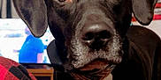 Zeus is registered to the contest to win money with this photo: dog, black_dog, indoor, close_up, pet, animal, plaid_pants, red, black, white_chest, living_room, television, flag, decorations, furniture, carpet, canine, companion, curious, domestic
