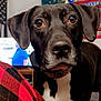 dog, black_dog, indoor, close_up, pet, animal, plaid_pants, red, black, white_chest, living_room, television, flag, decorations, furniture, carpet, canine, companion, curious, domestic
