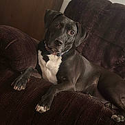 Zeus joined the competition — help win amazing prizes! dog, black_dog, white_chest, collar, couch, indoor, pet, relaxed, animal, canine, fur, paw, ears, face, looking, sitting, home, comfort, resting, furniture