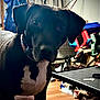 Zeus is registered to the contest to win money with this photo: dog, black_dog, white_chest, indoor, curious, pet, collar, floor, shoes, table, toys, curtain, clutter, household, close_up, canine, brown_floor, furniture, domestic, portrait