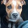 puppy, dog, brown_and_white, close_up, looking_up, car_interior, leash, shoe, jeans, pet, canine, floor, seated, cute, young_dog, companion, indoors, waiting, adorable, animal