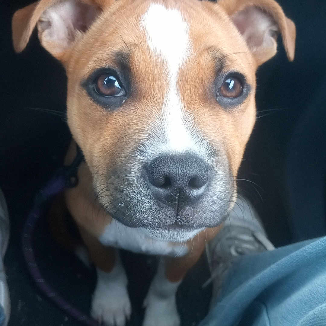 Arya