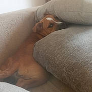 Arya a rejoint le concours — aidez-le/la à gagner de superbes lots ! dog, brown_dog, couch, cushions, indoor, pet, relaxed, resting, cozy, furniture, living_room, home, canine, sleepy, cute, animal, comfort, soft, snuggle, domestic