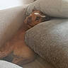 dog, brown_dog, couch, cushions, indoor, pet, relaxed, resting, cozy, furniture, living_room, home, canine, sleepy, cute, animal, comfort, soft, snuggle, domestic