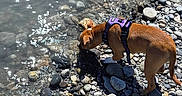 Arya a rejoint le concours — aidez-le/la à gagner de superbes lots ! dog, water, river, rocks, sunlight, outdoor, pet, animal, nature, shore, daytime, brown_dog, canine, harness, sniffing, drinking, small_dog, pebbles, reflection, summer