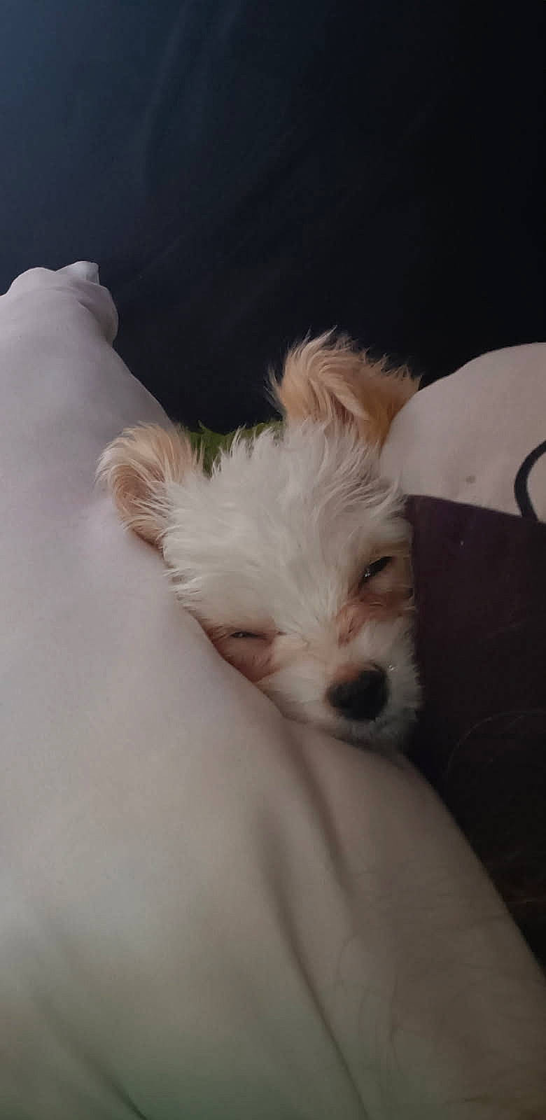 Timmy is registered to the contest to win money with this photo: bed, brown_ears, closeup, companion, cozy, cute, cute_pet, dog, domestic_animal, fur, indoor, pet, pillows, puppy, relaxed, resting, sleeping, small_dog, snuggled, white_fur