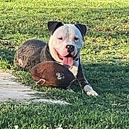 Denver joined the competition — help win amazing prizes! animal, ball, boxer, bulldog, canine, dog, football, grass, outdoors, pet, pitbull, plant, puppy, rugby, rugbyball, soccer, soccerball, sport, tennis, tennisball