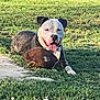animal, ball, boxer, bulldog, canine, dog, football, grass, outdoors, pet, pitbull, plant, puppy, rugby, rugbyball, soccer, soccerball, sport, tennis, tennisball