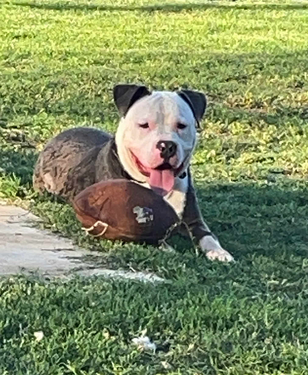 Denver joined the competition — help win amazing prizes! animal, ball, boxer, bulldog, canine, dog, football, grass, outdoors, pet, pitbull, plant, puppy, rugby, rugbyball, soccer, soccerball, sport, tennis, tennisball
