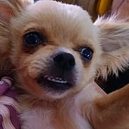 Mickey is registered to the contest to win money with this photo: animal, canine, close_up, cute, dog, ears, expression, face, fluffy, fur, indoor, looking, mouth, nose, pet, portrait, small_dog, teeth, whiskers, young