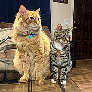Güero And Rocket is registered to the contest to win money with this photo: animals, blue_collar, cat, cats, couch, curtains, ears, fur, glass_table, home, indoors, longhaired_cat, orange_cat, pet, portrait, shorthaired_cat, sitting, tabby_cat, whiskers, wooden_door
