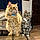 Güero And Rocket