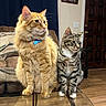 animals, blue_collar, cat, cats, couch, curtains, ears, fur, glass_table, home, indoors, longhaired_cat, orange_cat, pet, portrait, shorthaired_cat, sitting, tabby_cat, whiskers, wooden_door