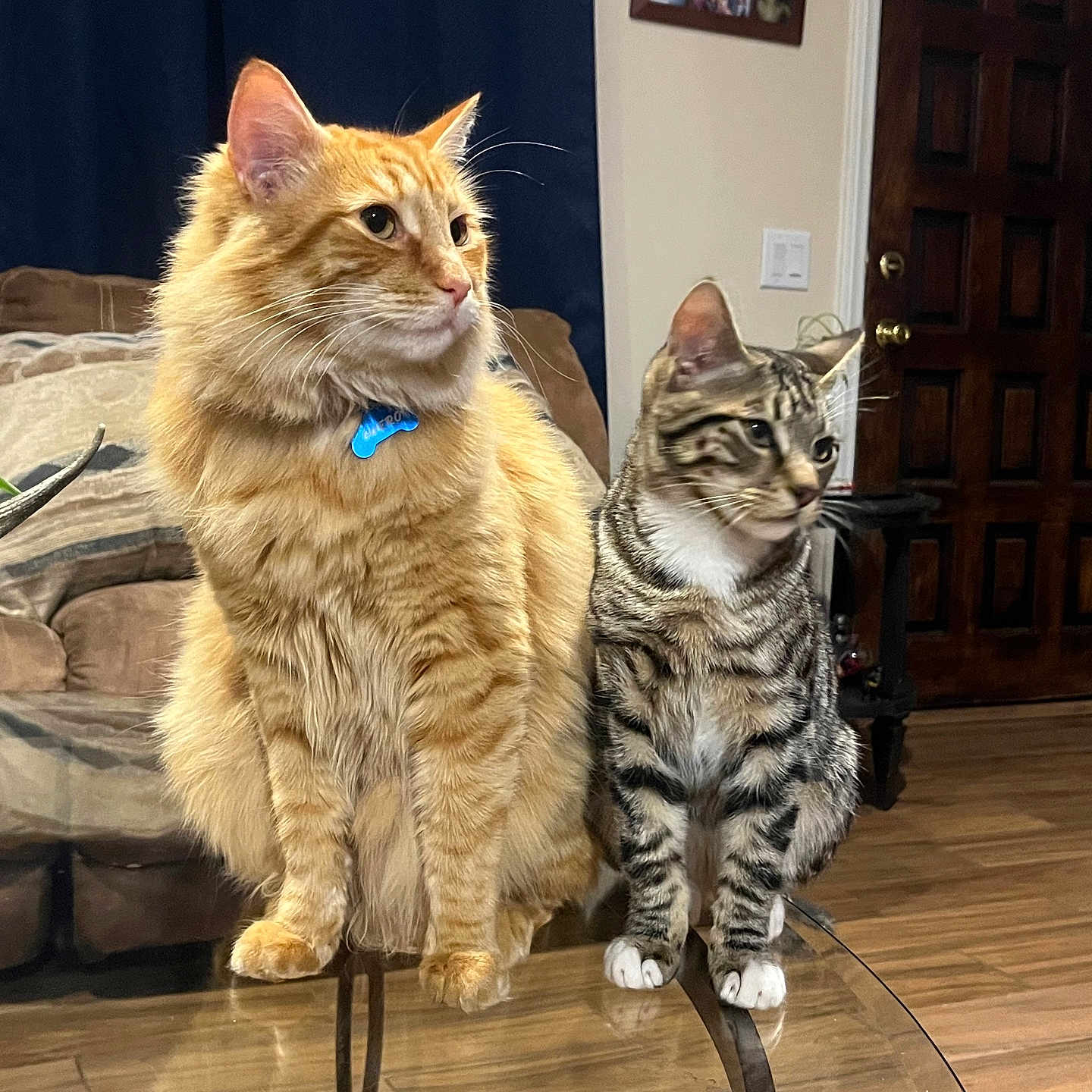Güero And Rocket is registered to the contest to win money with this photo: animals, blue_collar, cat, cats, couch, curtains, ears, fur, glass_table, home, indoors, longhaired_cat, orange_cat, pet, portrait, shorthaired_cat, sitting, tabby_cat, whiskers, wooden_door