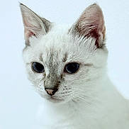 Malo a rejoint le concours — aidez-le/la à gagner de superbes lots ! cat, kitten, close_up, white_fur, grey_fur, pet, animal, portrait, cute, whiskers, ears, face, young, feline, soft_focus, domestic_animal, indoor, curious, small, adorable