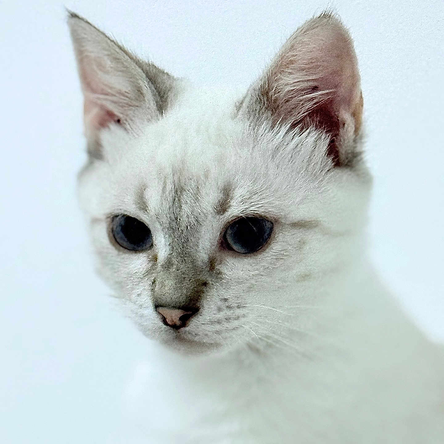 Malo a rejoint le concours — aidez-le/la à gagner de superbes lots ! adorable, animal, cat, close_up, curious, cute, domestic_animal, ears, face, feline, grey_fur, indoor, kitten, pet, portrait, small, soft_focus, whiskers, white_fur, young