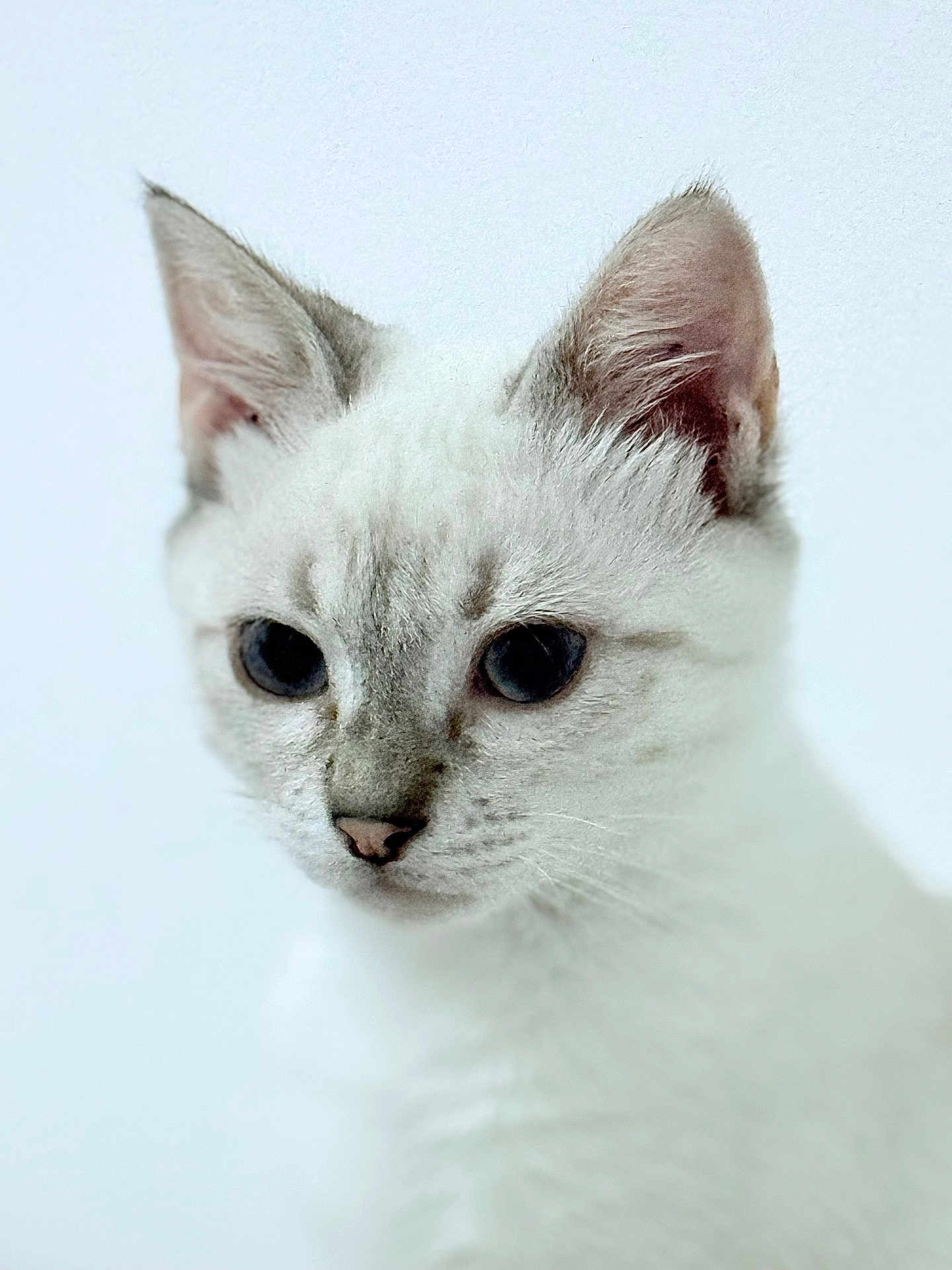 Malo a rejoint le concours — aidez-le/la à gagner de superbes lots ! cat, kitten, close_up, white_fur, grey_fur, pet, animal, portrait, cute, whiskers, ears, face, young, feline, soft_focus, domestic_animal, indoor, curious, small, adorable