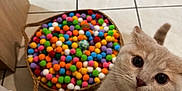Archie participe au concours pour gagner de l'argent avec cette photo : cat, beige_cat, curious, pom_poms, colorful, basket, tiled_floor, indoor, pet, fur, whiskers, playful, paws, close_up, eyes, woven_surface, home, animal, cute, kitten