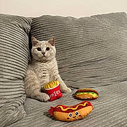 Archie participe au concours pour gagner de l'argent avec cette photo : kitten, cat, plush_toy, fries_toy, hotdog_toy, sandwich_toy, couch, gray_couch, indoor, pet, cute, curious, furry, seated, toy, playful, cozy, domestic, animal, soft_texture